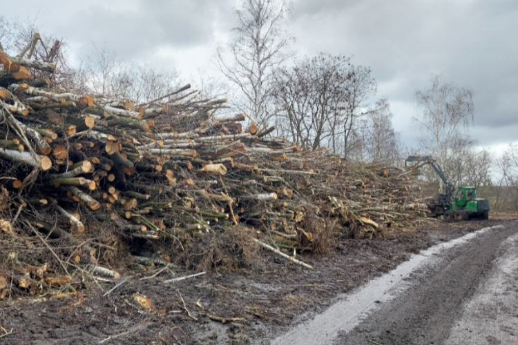 odstranení náletových dřevin Improfienergy (2)